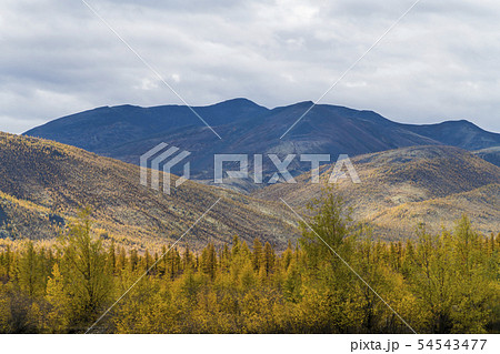 Autumn Forest In A Sunny Day in russia. 54543477