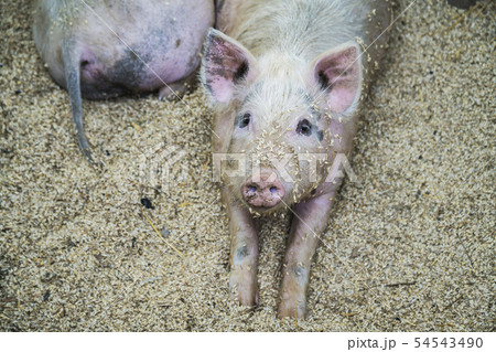 Pigs on the farm. Happy pigs on pig farm Pigs on the farm. Happy pigs on pig farm 54543490