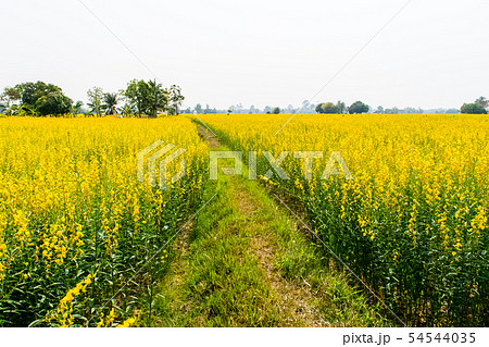 Crotalaria juncea in the field Crotalaria juncea in the field 54544035