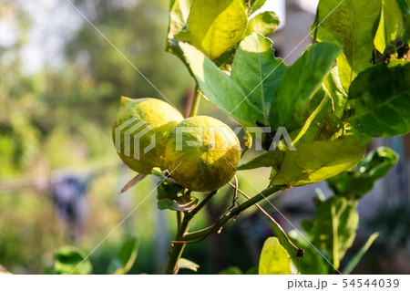 fresh lemon on tree fresh lemon on tree 54544039