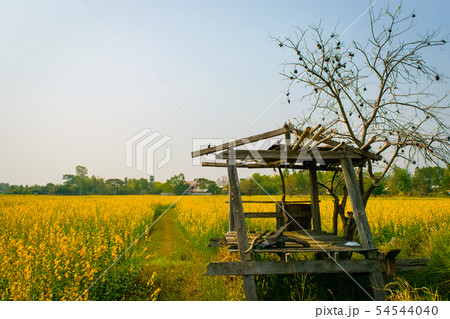 Crotalaria juncea in the field Crotalaria juncea in the field 54544040