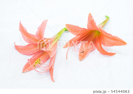 blooming amaryllis flower 54544063