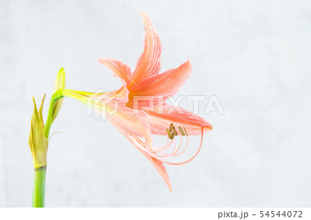 blooming amaryllis flower 54544072