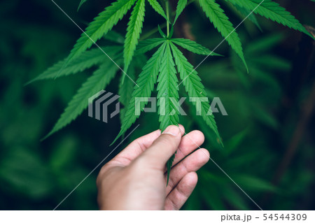 marijuana plant growing outdoors,Hand Holding Mari 54544309