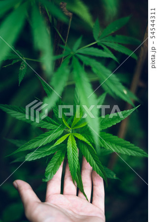 marijuana plant growing outdoors,Hand Holding Mari 54544311