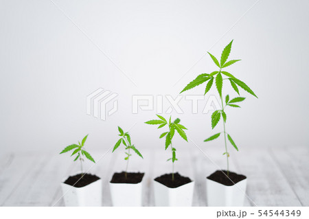cannabis growth and Tree plant White background cannabis growth and Tree plant White background 54544349
