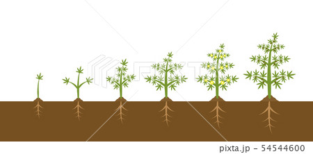 Infographic of cannabis plant growth stages. Planting of medical marijuana illustration design 54544600