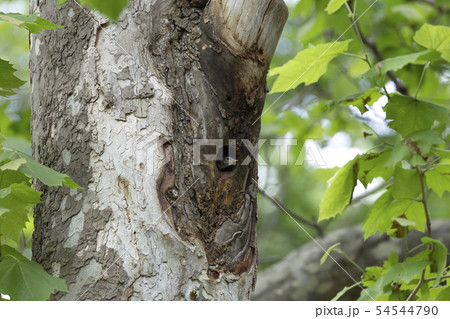 コムクドリ コムクドリ 54544790