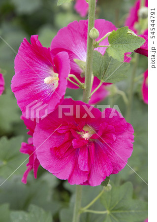 タチアオイ タチアオイ 54544791