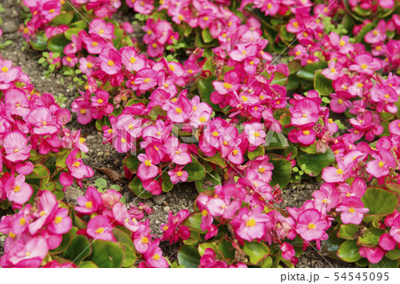 ベゴニア ベゴニア 54545095