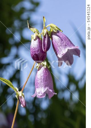 ホタルブクロ ホタルブクロ 54545124