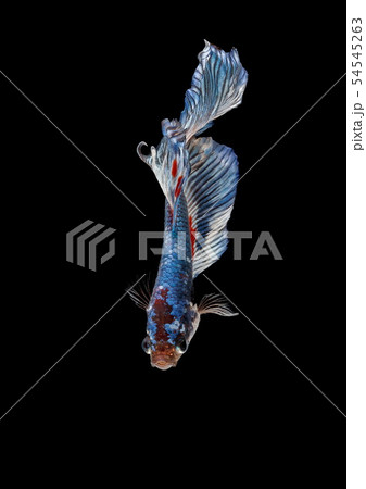 Siamese fighting fish, Betta splendens 54545263