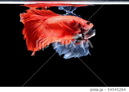 Siamese fighting fish, Betta splendens 54545264