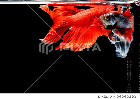Siamese fighting fish, Betta splendens 54545265