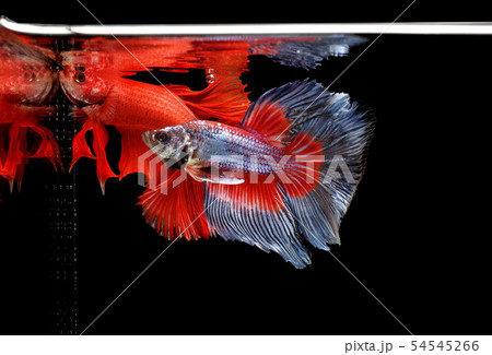 Siamese fighting fish, Betta splendens 54545266