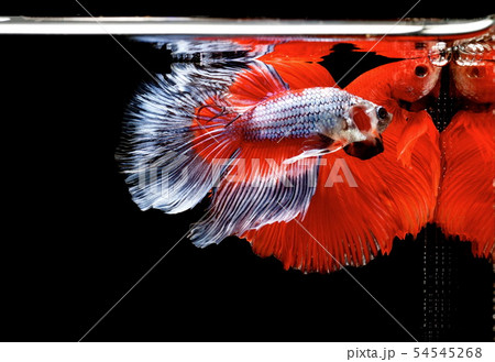 Siamese fighting fish, Betta splendens 54545268