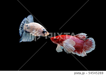 Siamese fighting fish, Betta splendens 54545269