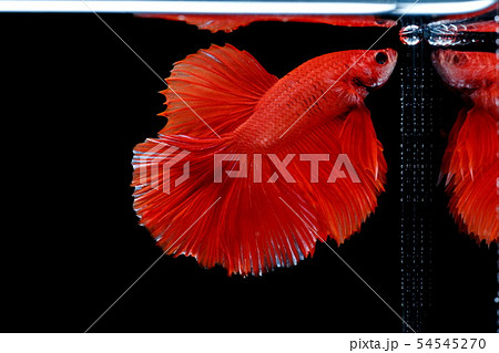 Siamese fighting fish, Betta splendens 54545270