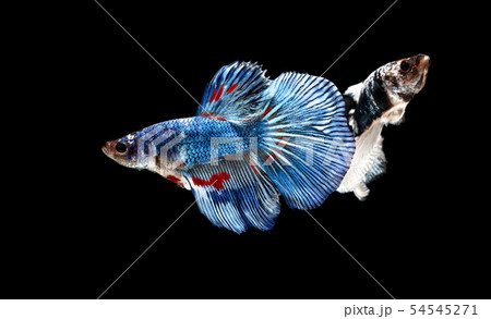 Siamese fighting fish, Betta splendens 54545271