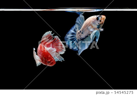 Siamese fighting fish, Betta splendens Siamese fighting fish, Betta splendens 54545275