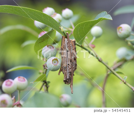 ミノムシ 54545451