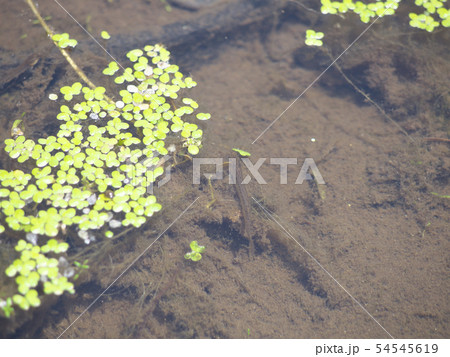 ドジョウの稚魚の写真素材
