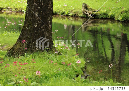 水辺に咲くクリンソウ 水辺に咲くクリンソウ 54545733