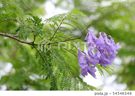 紫色の花ジャカランダ 紫色の花ジャカランダ 54546349