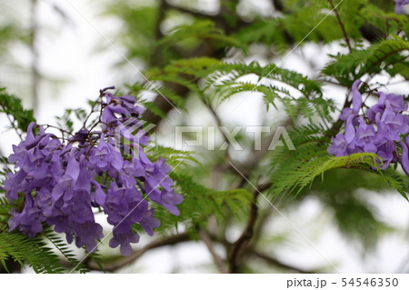 紫色の花ジャカランダ 54546350