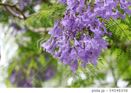 紫色の花ジャカランダ 54546356