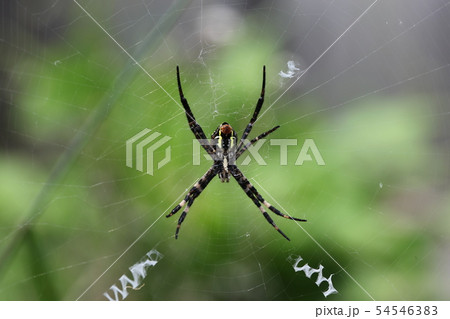 クモ 54546383