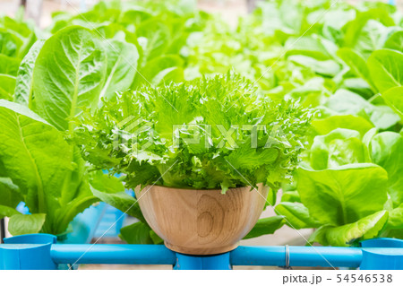 Hydroponics vegetable salad Hydroponics vegetable salad 54546538