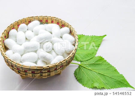 white silk cocoon 54546552