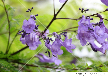 紫色の花ジャカランダ 54546587