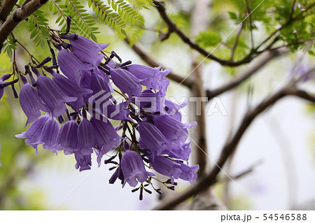 紫色の花ジャカランダ 紫色の花ジャカランダ 54546588