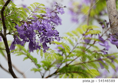 紫色の花ジャカランダ 紫色の花ジャカランダ 54546589