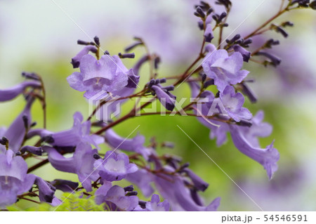 紫色の花ジャカランダ 紫色の花ジャカランダ 54546591