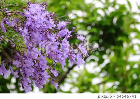 紫色の花ジャカランダ 紫色の花ジャカランダ 54546741