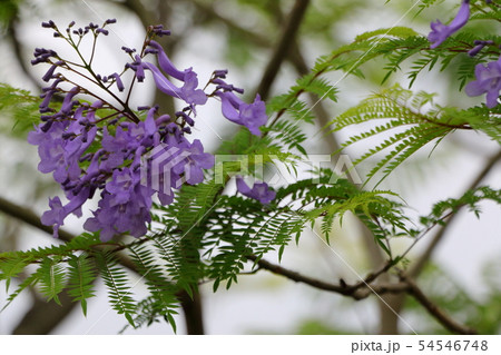 紫色の花ジャカランダ 紫色の花ジャカランダ 54546748