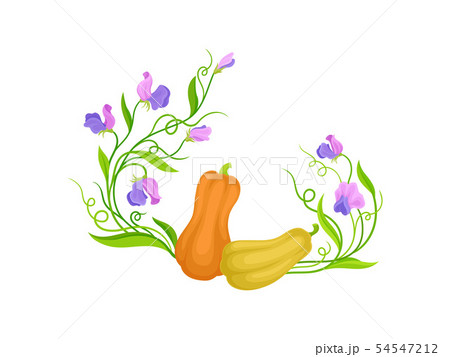 Composition of two pumpkins, leaves, stems and flowers. Vector illustration on white background. 54547212