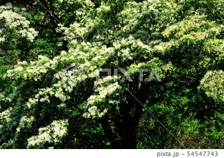 ナンジャモンジャ 54547743