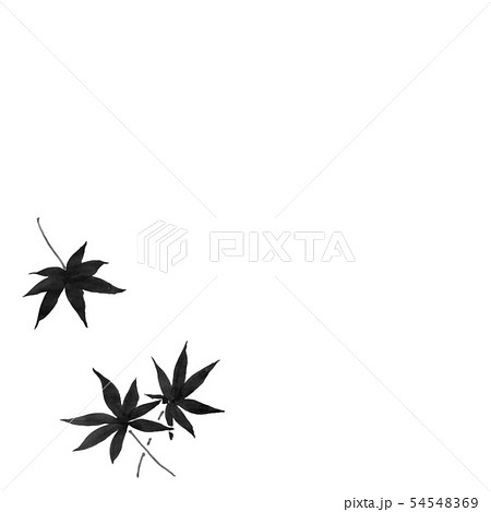 もみじ 紅葉 秋 イラスト 墨 グレー 手描きのイラスト素材