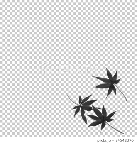 Falling maple (hand-drawn illustration of ink) Falling maple (hand-drawn illustration of ink) 54548370