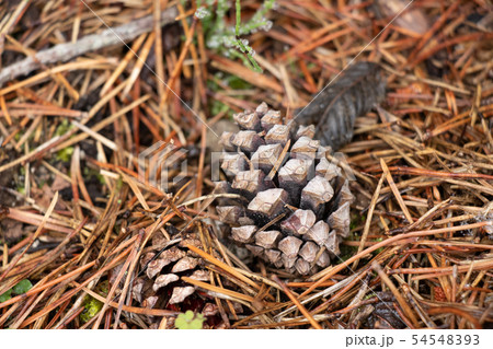 松ぼっくり（松の木の実） 54548393