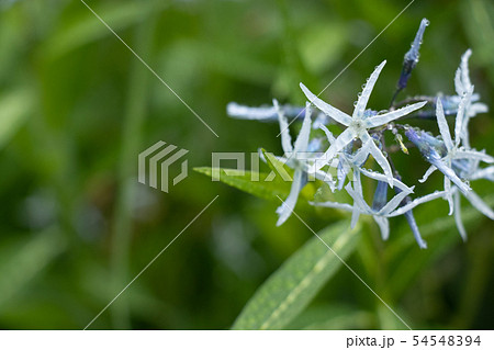 ヤナギバチョウジュソウ 54548394