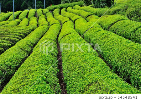 天空の茶畑 天空の茶畑 54548541