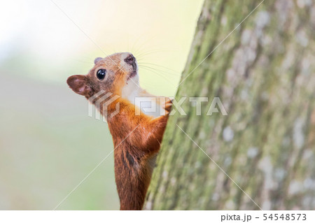 Squirrel with red fur in autumn forest on Squirrel with red fur in autumn forest on 54548573