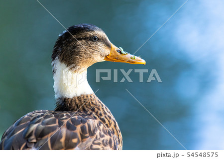 Close-up of a mallard duck on the water swimming in a pond Close-up of a mallard duck on the water swimming in a pond 54548575