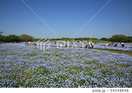 水色の花畑の写真素材