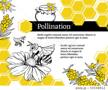 Bee pollination flower hand drawn vector illustration 54548912